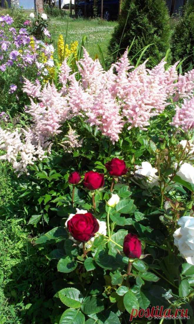 Сад Сергея Маланина | Самоцветик