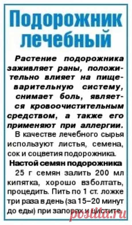 Подорожник лечебный