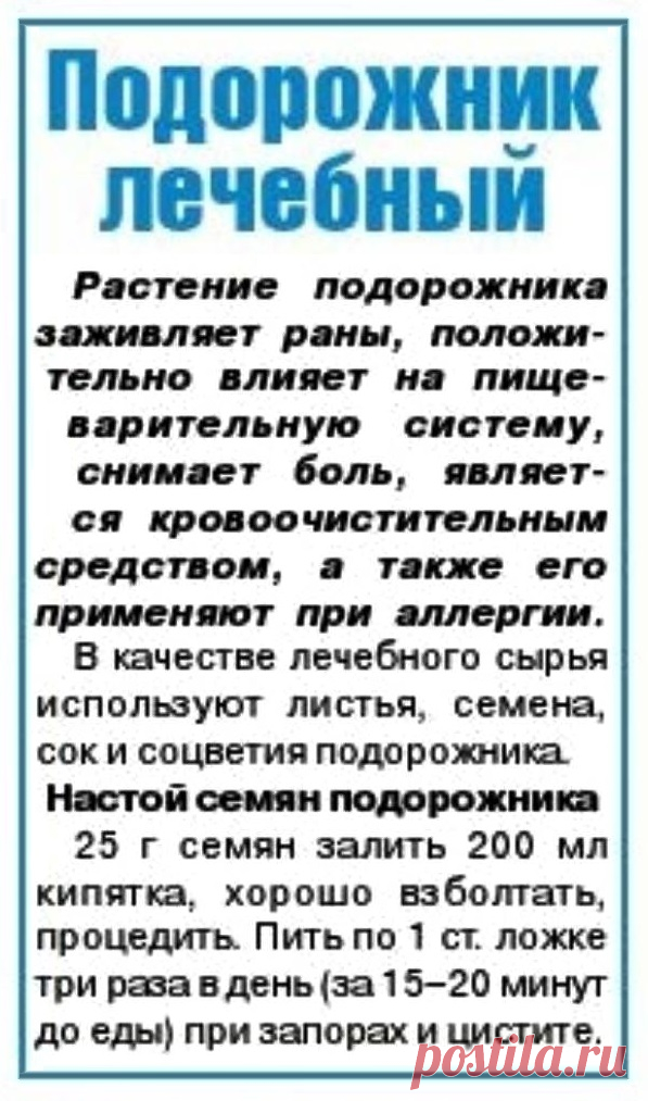 Подорожник лечебный