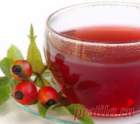 Шиповник – наш зимний спаситель - Всегда в форме!