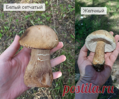 Два самых "подлых" гриба-обманщика в начале грибного сезона. Я тоже однажды ошиблась | Дневник грибника. | Яндекс Дзен