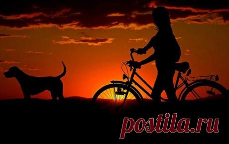 Первые одомашненные собаки появилась в Сибири Ученые предполагают, что собаки могли быть одомашнены на территории современной Сибири, более 23 тысяч лет назад. Такое заявление было опубликовано в одном из тематических новостных изданий.