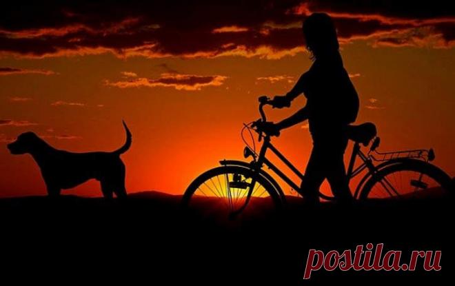 Первые одомашненные собаки появилась в Сибири Ученые предполагают, что собаки могли быть одомашнены на территории современной Сибири, более 23 тысяч лет назад. Такое заявление было опубликовано в одном из тематических новостных изданий.