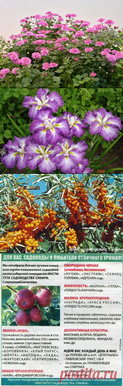 НИИСС имени М.А. Лисавенко