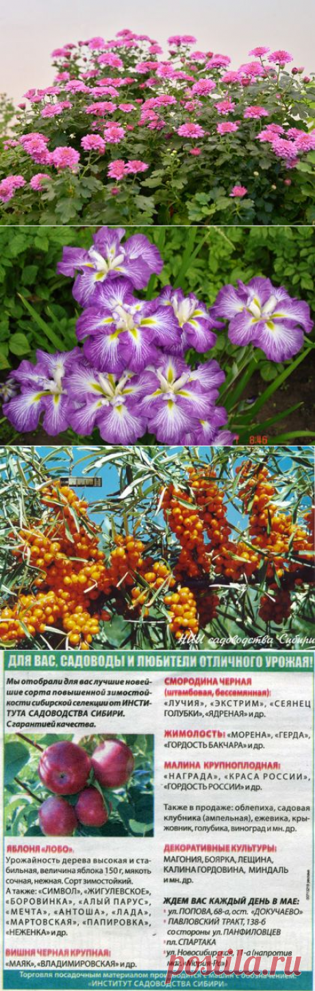 НИИСС имени М.А. Лисавенко