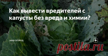 Как вывести вредителей с капусты без вреда и химии? Капустная белянка, крестоцветная блошка, капустная моль нападают на капусту и могут лишить нас урожая. Обидно, столько усилий для выращивания рассады приложены и остаться без капусты? Давайте узнаем, как бороться?
Вредители могут полностью выедать центральную часть, кочан может не образоваться. Также кочан может и сформироваться, но листья все в дырках. Уже опудривание золой в этот период не приме