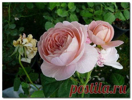 nata-cygan — «Розовые мечты» на Яндекс.Фотках