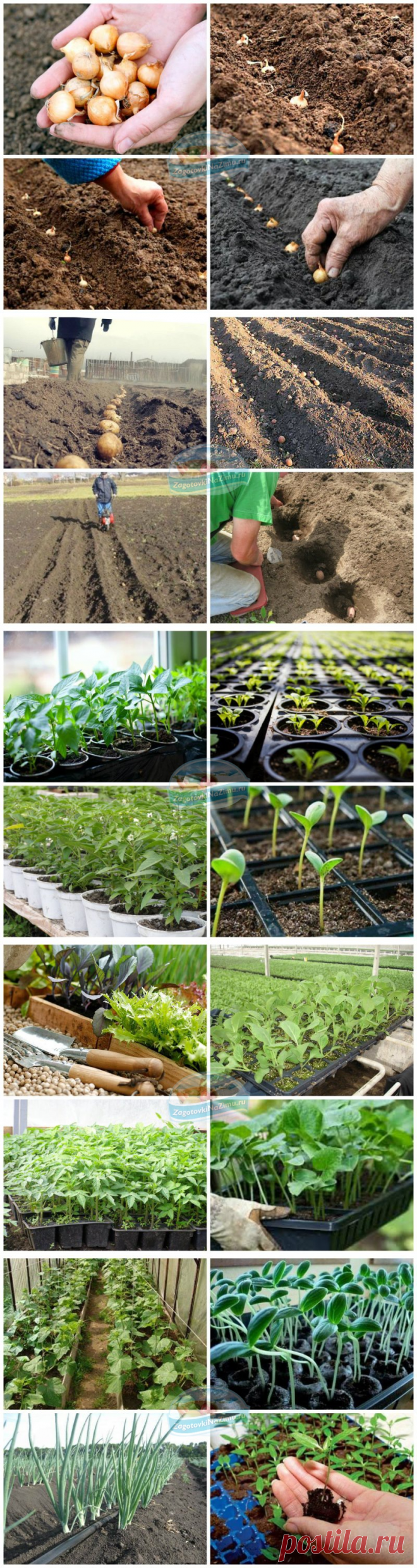 Посадки в апреле. Что необходимо сажать? Посадки по-лунному календарю в апреле