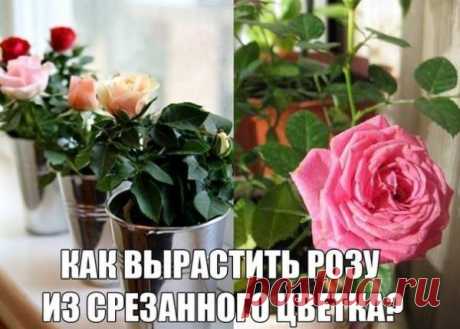 Ты можешь вырастить розу из срезанного цветка |