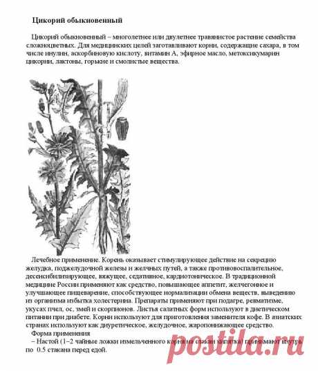 Цикорий обыкновенный.
«Уникальные лечебные свойства сорняков»  Корсун В.Ф., Викторов В.К.