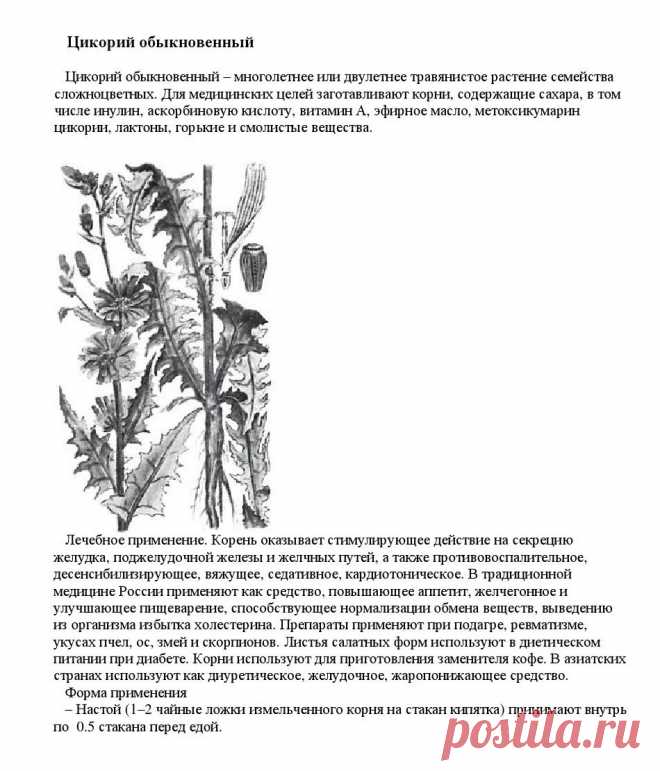 Цикорий обыкновенный.
«Уникальные лечебные свойства сорняков»  Корсун В.Ф., Викторов В.К.