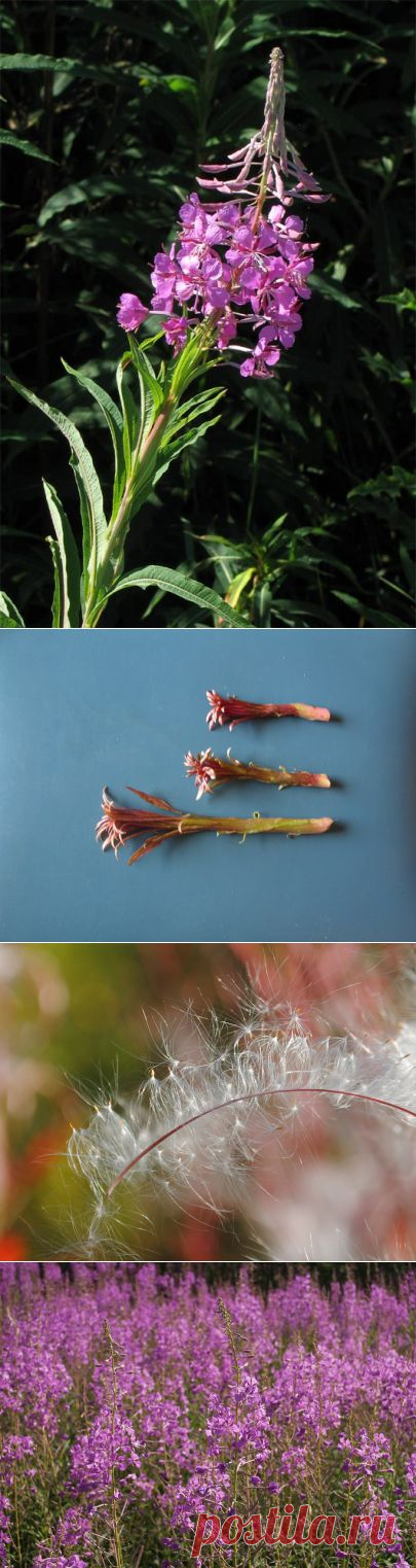    Кипрей узколистный, или иван-чай | molbiol.ru   