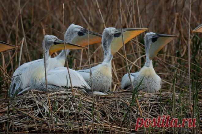 В гостях у пеликанов… Фотографии Евгения Полонского — Фотоискусство