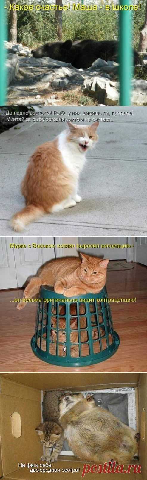 НАЙДИ СВОЕ МЕСТО (КОТОМАТРИЦА)