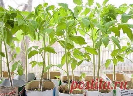 PRO🌱ОГОРОД - Онлайн Журнал 📰👆 в Instagram: «ЧТОБЫ #РАССАДА НЕ ВЫТЯГИВАЛАСЬ  Не нужно спешить и сеять семена на рассаду слишком рано. У каждой культуры есть оптимальный возраст, когда…» 612 отметок «Нравится», 5 комментариев — PRO🌱ОГОРОД - Онлайн Журнал 📰👆 (@pro_ogorod) в Instagram: «ЧТОБЫ #РАССАДА НЕ ВЫТЯГИВАЛАСЬ  Не нужно спешить и сеять семена на рассаду слишком рано. У каждой…»