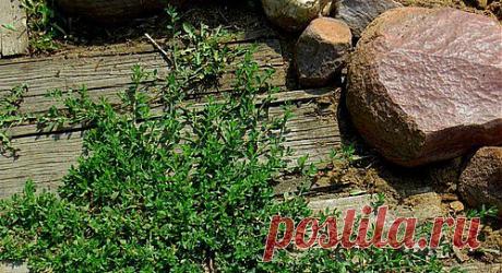 Спорыш для похудения: 2 настоя для «запуска» снижения веса | Стройняшечка - сайт о похудении