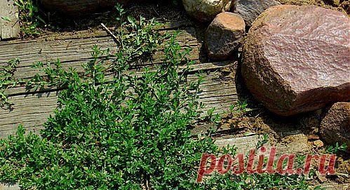 Спорыш для похудения: 2 настоя для «запуска» снижения веса | Стройняшечка - сайт о похудении