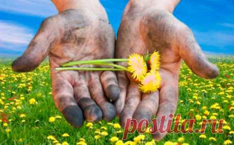 Как привести в порядок руки после дачных работ 
Девиз российских дачников – «Если что-то растет на даче, значит, наша жизнь продолжается». Каждый год они стараются ухаживать за огородом. Но не нужно забывать, что ухода требуют не только цветы и ов…