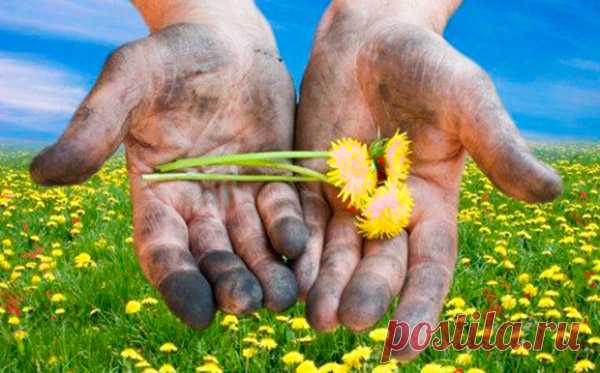 Как привести в порядок руки после дачных работ 
Девиз российских дачников – «Если что-то растет на даче, значит, наша жизнь продолжается». Каждый год они стараются ухаживать за огородом. Но не нужно забывать, что ухода требуют не только цветы и ов…