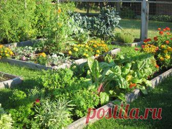 КАК ПРАВИЛЬНО СОВМЕЩАТЬ КУЛЬТУРЫ НА УЧАСТКЕ И ОРГАНИЗОВАТЬ СЕВООБОРОТ  


 
 




Скорее всего, вы знаете про совместимость растений на огороде и что грядки в рамках участка необходимо регулярно менять. Февраль — самое время вспомнить про азы севооборота и подумать, как…