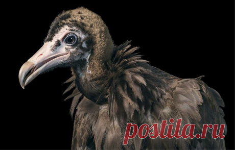 Фотограф 2 года фотографировал животных, которые вскоре могут исчезнуть: Бурый стервятник