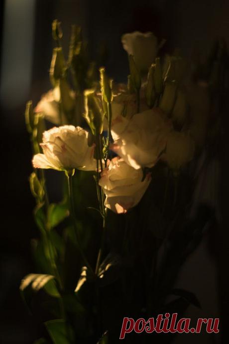 Иван Павлов - Flowers / Фотография на PhotoGeek.ru