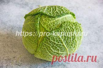 Как выращивать савойскую капусту своими руками на огорде Многие овощеводы хотели бы, но не знают, как выращивать савойскую капусту.  В этой статье мы расскажем все о том, как  вырастить эту красавицу своими руками.