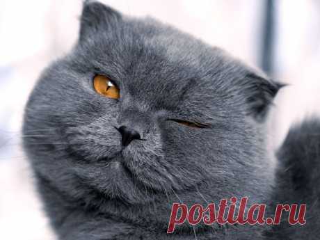 Кошка – крошечный лев, который любит мышей, ненавидит собак и покровительствует человеку.
Оливер Херфорд