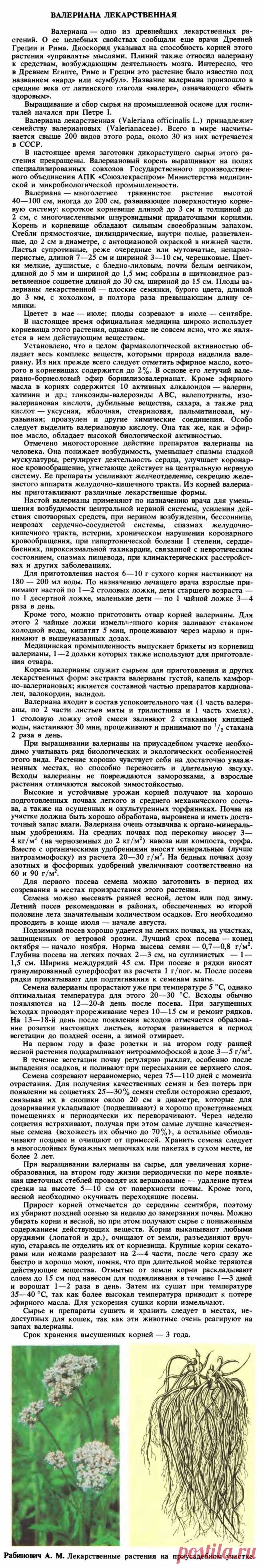 Валериана лекарственная