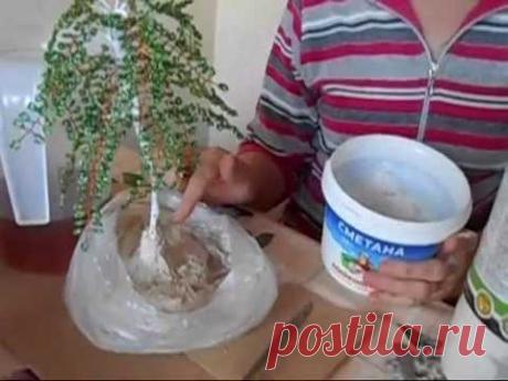 Мастер-класс. Береза из бисера.