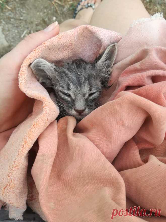 Нашла этого крохотного малыша на дороге... 
Хочу поделиться своей историей спасения этого малыша.

Нашла этого котенка на дороге. Крохотный, в ладошку целиком помещался. Был весь мокрый и в каком-то моющем средстве. Мяукал сильно, трясся от хо…