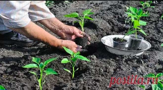 ЧТО КЛАСТЬ В ЛУНКУ ПРИ ПОСАДКЕ ПЕРЦА: СЕКРЕТЫ ПОДКОРМКИ ДЛЯ ХОРОШЕГО УРОЖАЯ — Ⴚα∂ ℨα୮০τ০Ᏸҡα