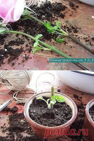 Как вырастить розу из срезанного цветка.