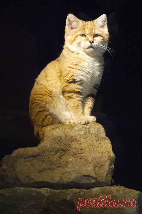 Барханный кот