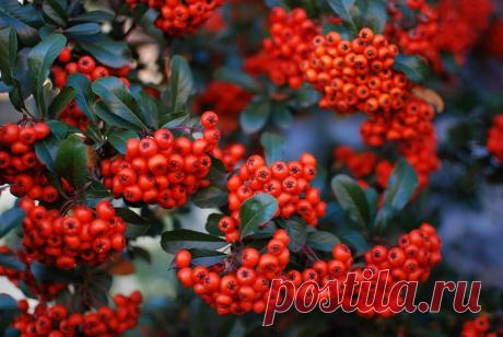 Рябина красная. | Советы Народной Мудрости