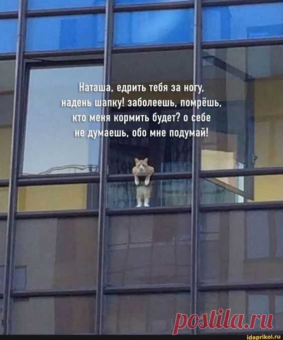 Наташа, едрить тебя за ногу, надень шапку! заболеешь, помрёшь, кто меня кормить будет? о себе не думаешь, обо мне подумай! - ) / АйДаПрикол .)
