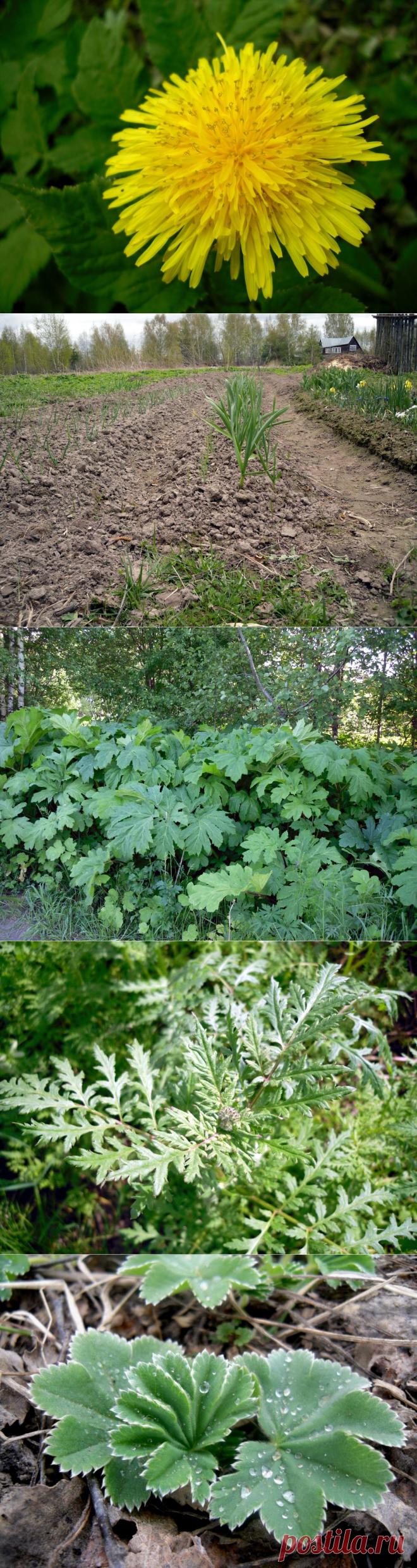 9 способов борьбы с сорняками / Огород / 7dach.ru