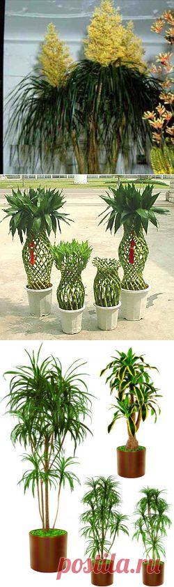 Драцена. Уход за ней | Самоцветик