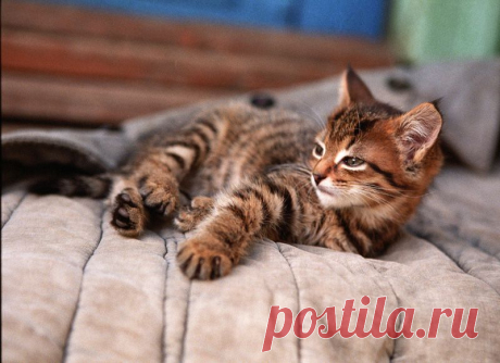 Фотография просто кот из раздела животные - Photosight.ru