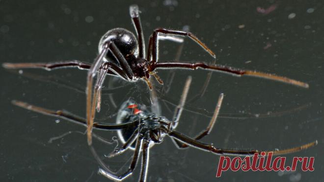 Психолог рассказала, могут ли страхи передаться детям по наследству от родителей. Дети могут унаследовать любые страхи своих родителей, даже если те пытаются их скрыть. Об этом RT рассказала клинический психолог Марианна Абравитова. "Люди с активными фобиями — это невротики. И в основном вокруг них ...