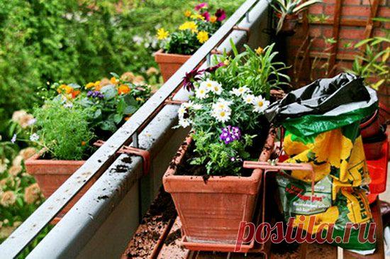 Комнатные растения и стороны света | Дом интерьер и домашний уют | Женский журнал Lady.ru