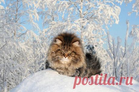 ого сколько снегу