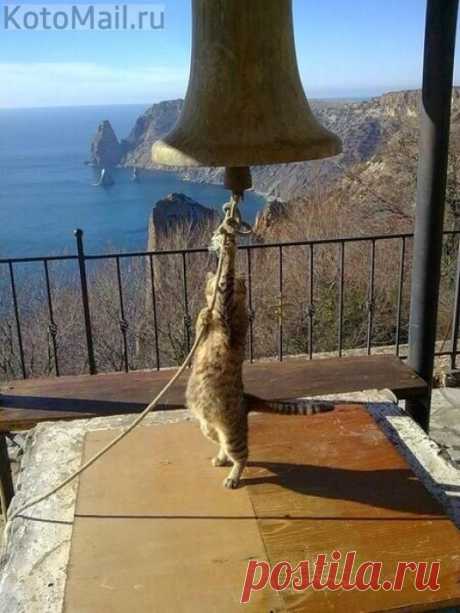 Звонят колокола, пора обедать | KotoMail.ru