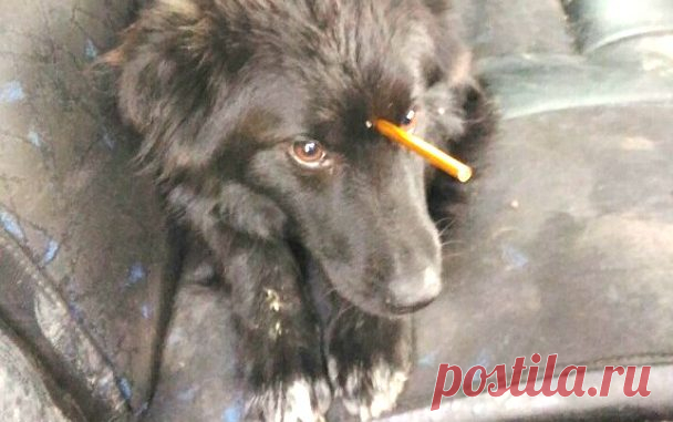 НАШЛИ БЕЗДОМНОГО ПСА С АРБАЛЕТНЫМ ДРОТИКОМ В ГОЛОВЕ — Лап-Ушки.com — любимые животные