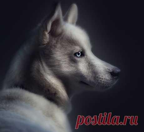 35PHOTO - Svoboda - думы*