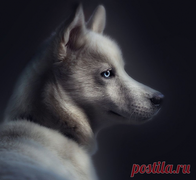 35PHOTO - Svoboda - думы*