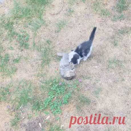 ‼️ БЕСПЛАТНО ОТДАЁМ КОТЯТ ‼️
🖤Мы очень активные и обожаем играть 🤍

#котятабесплатноалматы
#котятабесплатно
#котятадаром
#кошкиалматы
#котятаалматы
#купитькотенка
#котятавдаралматы
#котятавдобрыеруки
#котятанапродажу