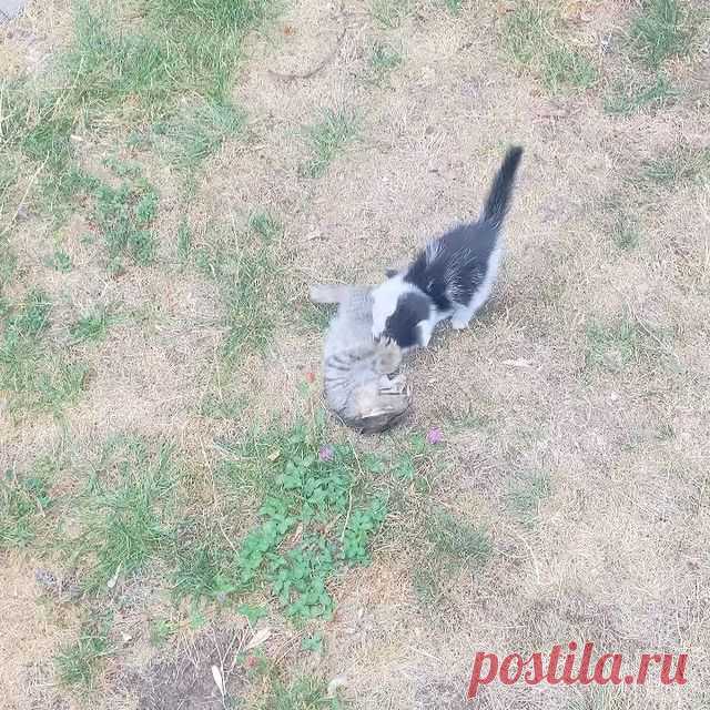 ‼️ БЕСПЛАТНО ОТДАЁМ КОТЯТ ‼️
🖤Мы очень активные и обожаем играть 🤍

#котятабесплатноалматы
#котятабесплатно
#котятадаром
#кошкиалматы
#котятаалматы
#купитькотенка
#котятавдаралматы
#котятавдобрыеруки
#котятанапродажу