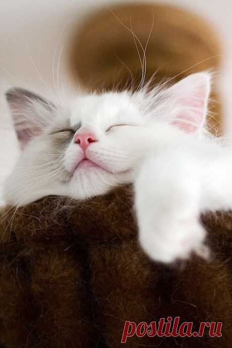 Magical Nature Tour, magicalnaturetour: Sleepy head sister by...