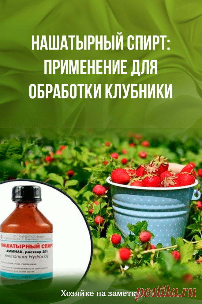 Нашатырный спирт: применение для обработки клубники